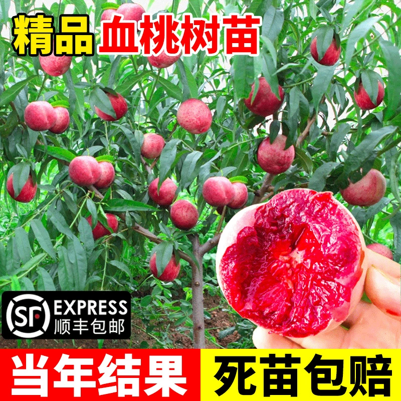 Кровавые персиковые саженцы деревьев привиты очень большие персики