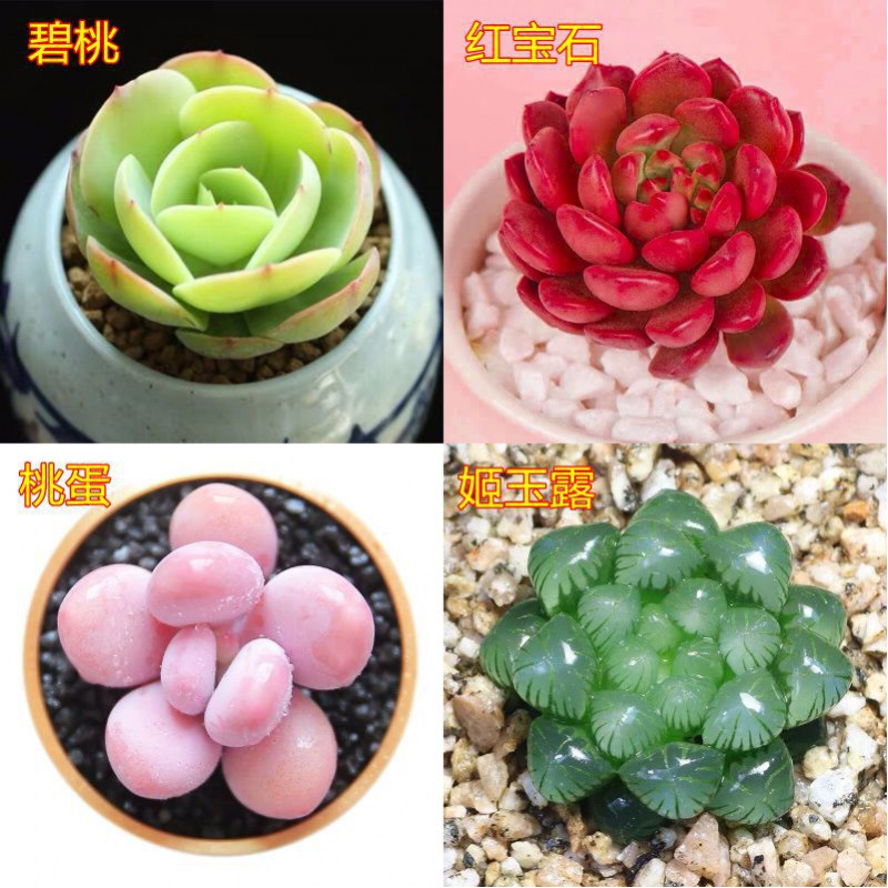 多肉植物卸売鉢植え組み合わせ花屋内ルビーエデナス高級多肉植物ガーデニング|undefined