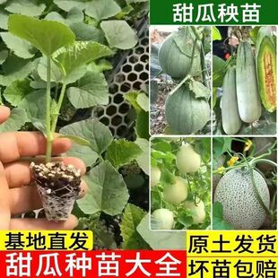 �������G���������۹�����ǰ��ی�������������ϷN�Ӵ�ȫ