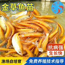 厂家批发红鳙鱼苗  金丝大头鱼苗  俄罗斯金草鱼苗 红罗非鱼苗