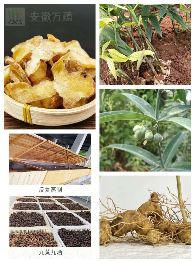 Dried Polygonatum Slices Huang Jing 500g Sulfur-Free Herbal Ingredient for Wine Soups and Congee in use