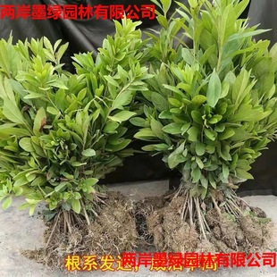 Wholesale Evergreen Garden Greening Seedlings of Rhododendron, Rhododendron Engineering Seedlings, Rhododendron Flower Seedlings, Rhododendron Seedlings