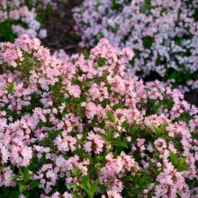 雪樱花溲疏冰生草莓田粉色喷雪花耐寒多年生庭院花镜绿植花卉