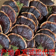 冠县金边灵芝黑灵芝不苦非紫灵芝赤灵芝切片诚招代理山东聊城产地