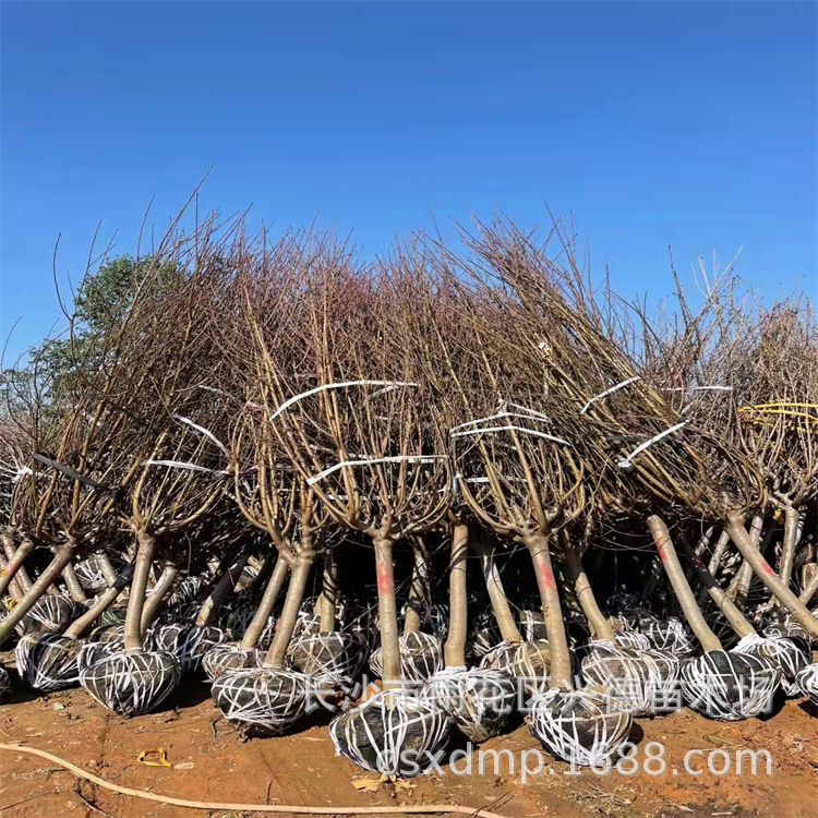 批发碧桃 红叶碧桃树苗3cm-5-8-10cm公分 紫叶碧桃规格齐 量大