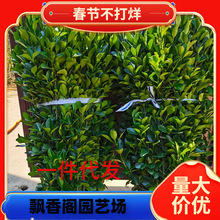 大叶冬青黄杨树苗庭院篱笆绿化植物北海道黄杨苗卫矛绿篱四季长青