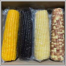 �|��Ŵ���׽M��ճŴ���׻��b�ڰ��S��Ŵ���׻��羳���S؛Դ���l