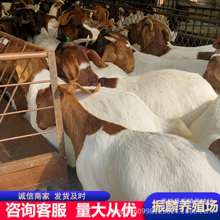 ������ɽ����� ����ɽ���������һֻ �^̥����ĸ��