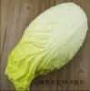 PU Great cabbage (yellow)