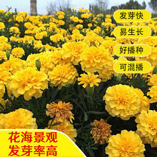 ��ȸ�ݷN�ӻ�ɫ�ذ�ݻ��N��ͥԺ���⾰�^�����ļ��׷N���ܻ��N��