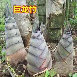 大型楠竹种子巨龙竹种子易种可食用竹笋种植四季长青毛竹苗巨龙竹