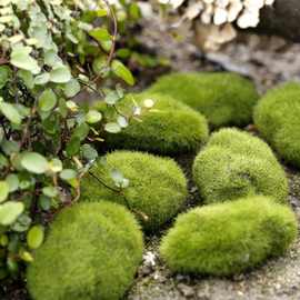 仿真苔藓植绒假石头 微景观水陆缸素材 盆景绿植园艺摆件室内装饰