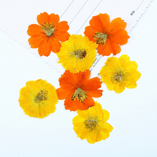 Sulphanthemum Dried Flower Embossed Flower Wholesale Photo Frame Table Lamp Bookmark Amazon Cross-border Hot-selling Plant Specimen