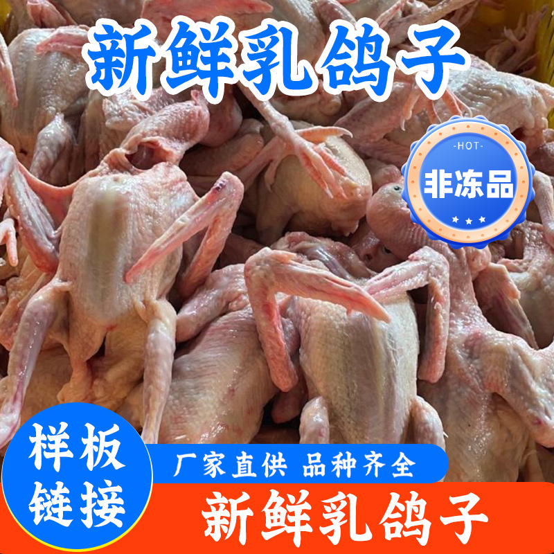 [Sample Link] Guangdong native pigeon, white-striped young pigeon, commercial crispy braised pigeon, fresh edible pigeon meat
