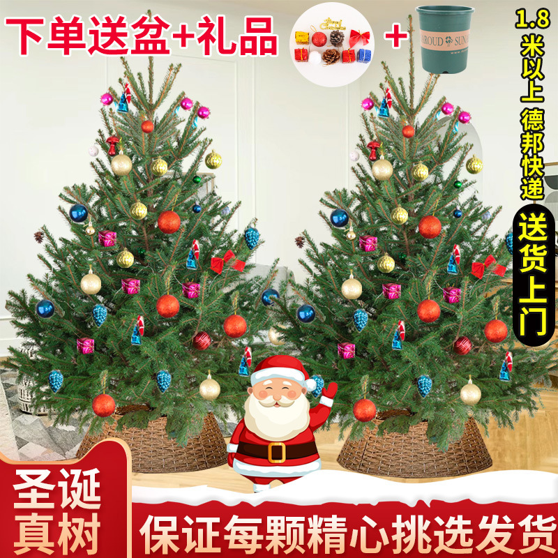 Christmas Tree Real Tree Norwegian Spruce Live Tree Potted Nobel Pine and Cypress Large and Small Festival DIY Living Room Indoor and Outdoor Green Plants