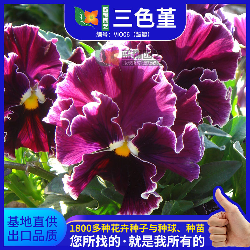 花卉种子三色堇蝴蝶花花籽耐寒热室内外庭院阳台盆栽懒人花卉种籽