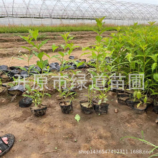 �G�hɫ�K�������l�t�����\����ر���ľ�ļ��\�������t�����\����