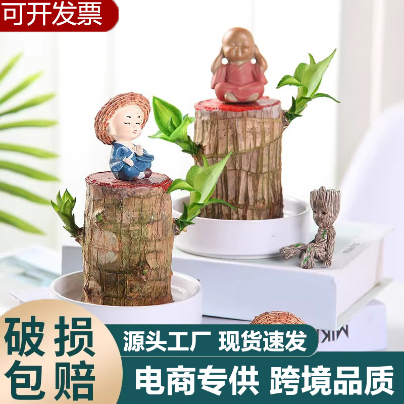 巴西木水培批发幸运木带芽开花卉夏季驱蚊室内盆栽格鲁特四季好养