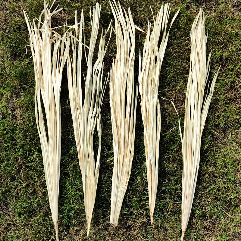 Сушеные Пальмовые Листья фермера Сушеные Пальмовые Листья Редактированные веера Бело-коричневые листья Веер из рога ручной работы