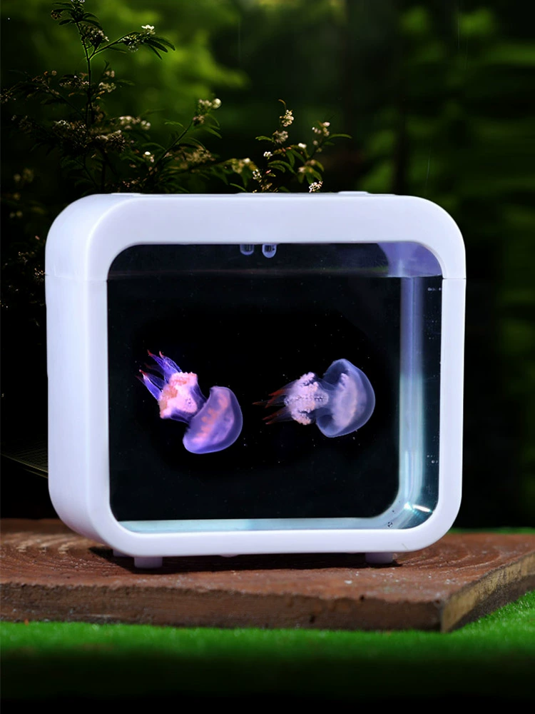 Живой аквариум с медузами Папуа, домашний, простой в содержании, детский студенческий настольный мини-аквариум для маленьких домашних животных, ленивый аквариум Red Moon.