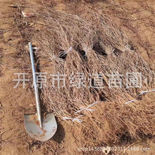 东北五叶地锦小苗攀爬植物三叶地锦盆栽树苗耐寒爬山虎