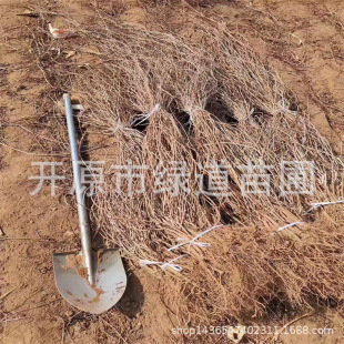 Northeastern Five-Leaf Brocade Seedlings Climbing Plants Three-Leaf Brocade Potted Saplings Cold-Resistant Ivy