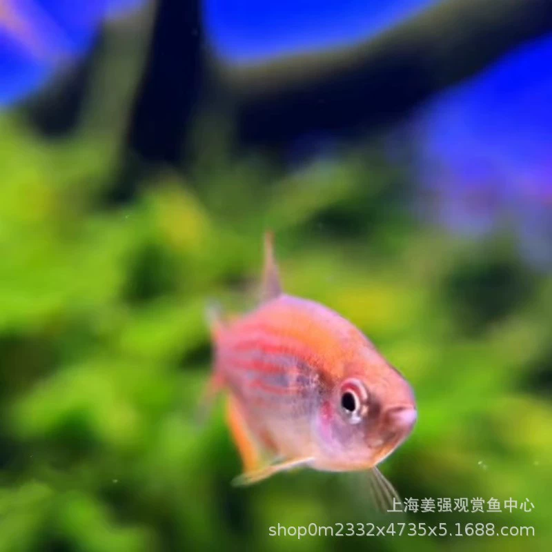 Лейка 彩虹星钻灯 Fish ornamental fish rainbow star diamond emperor grass tank fish South American small fish tropical ornamental fish live