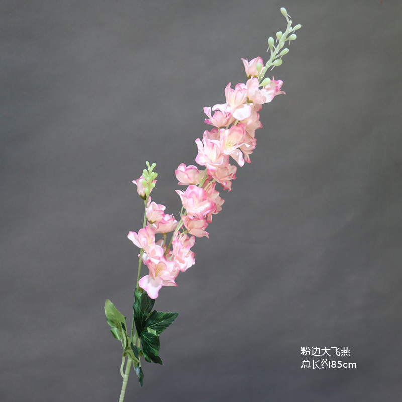 핑크 엣지 델피늄