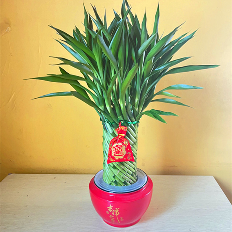 IMG_0067_����