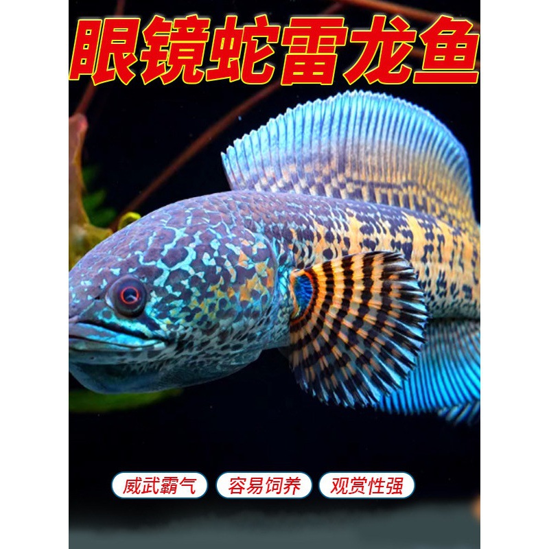 黄金眼镜蛇雷龙蛇头鱼凶猛中大型观赏鱼类食肉易饲养 印度进口