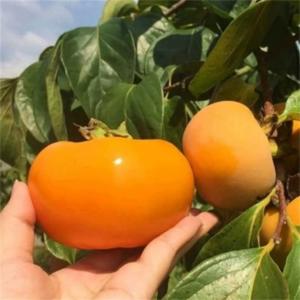 Новые сорта привитых саженцев сладкой хурмы плодоносят в том же году, саженцы деревьев хурмы яблока сердце сахара супер сладкий кристалл на севере и юге