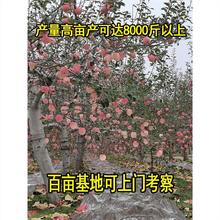 苹果树苗盆栽南方北方种植地栽红富士苹果苗活苗矮化果树当年结果