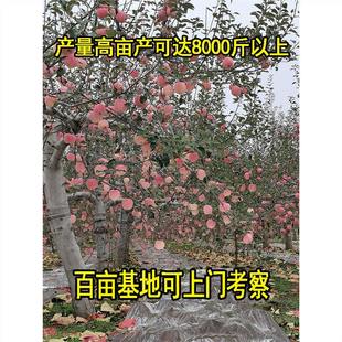 �O�����������Ϸ������Nֲ���Լt��ʿ�O������簫�����䮔��Y��