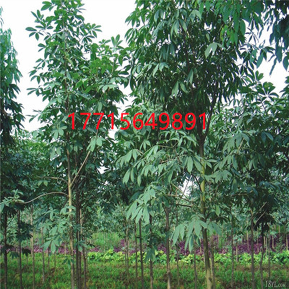 O1CN01ftBuaG1bZt646APwL_!!3788