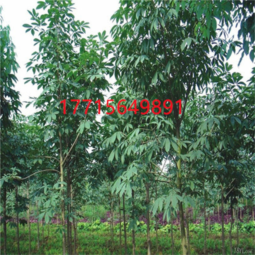 Сафлор Эскулус Саженцы Озеленение Двор Наземные саженцы Уличные деревья Саженцы Эскулуса Результаты