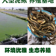 台湾泥鳅钓鱼苗本地青鳅金鳅鲜活筏钓鱼养殖淡水乌龟龙鱼宠物饲料