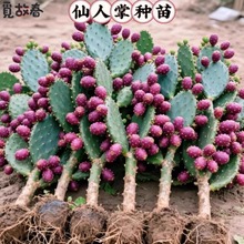 ���������ƿ����_���Y����ʳ�������ƶ���ֲ������