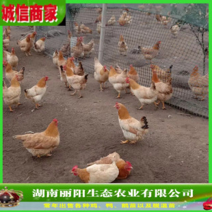 ���l�K���u����wС�����һ���g�u�л���ֱ�l�׻���B�r����B�u