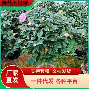 һ�����l�����������軨��������ͥԺ�҃���Nֲ���������ļ��軨