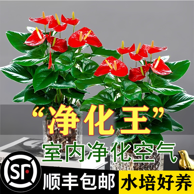 Anthurium Potted Plant, Good Luck Green Radish Flower Plant, Indoor Flower Hydroponic White Palm Green Plant, Money Tree, Air Purifying Anthurium Potted Plant, Good Luck Green Radish Flower Plant, Indoor Flower Hydroponic White Palm Green Plant, Money Tree, Air Purifying