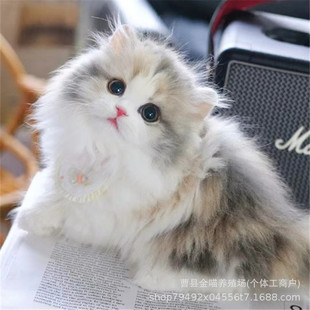 �F؛���Ɓ���؈���w�����Lë�ߵ���������؈���̻����۶�؈���w؈