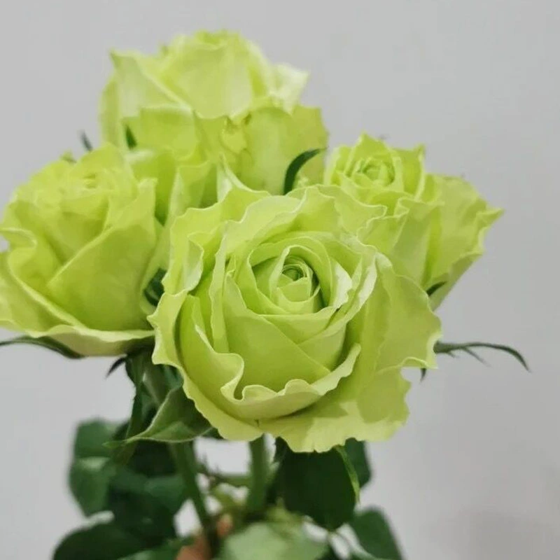 Саженцы роз зеленой звезды, зеленые цветы в горшках, цветущие круглый год, цветочные растения, балкон, двор, дом, саженцы роз