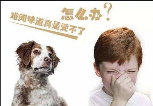 面料异味去除剂 天然消臭剂 宠物异味清新剂