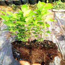 {ݮ M6{ݮ {ݮƷN һɼ{ݮ