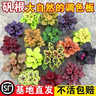 һ�����l�\�����Ի���ֲ���҃Ȼ����ļ������^�~�ͺ��GֲͥԺ�ر�