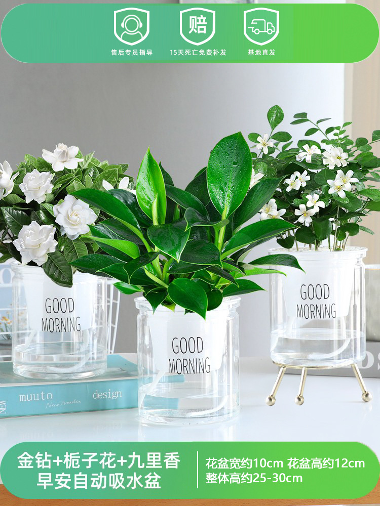 골든 다이아몬드 + 치자나무 + 구리향(굿모닝 대야 3개) + 영양액