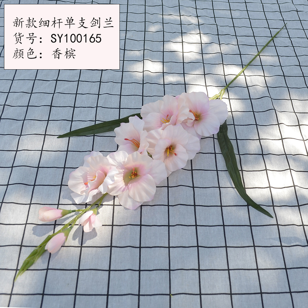 새로운 얇은 줄기 단일 스피어 글라디올러스 샴페인