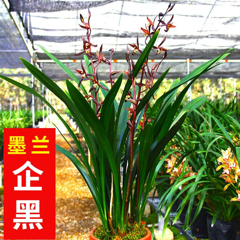 Орхидея с золотистыми краями и сильным ароматом, в оригинальном горшке, драгоценная золотистая орхидея с бутонами, прямые оптовые поставки с питомника, хит продаж для трансграничной торговли