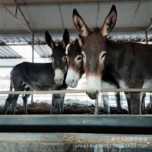 ���ڻ��w�����H���H��С�H�����H�����H�x Сë�H�m���ó����ʸ�