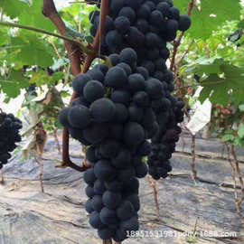 基地批发藤念葡萄树苗盆栽 庭院阳台四季种植果树苗爬藤 当年结果